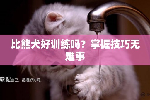 比熊犬好訓練嗎？掌握技巧無難事