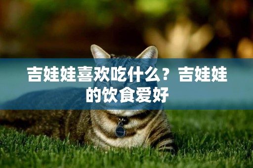 吉娃娃喜歡吃什么？吉娃娃的飲食愛好