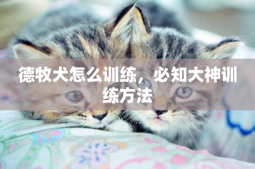 德牧犬怎么訓練，必知大神訓練方法