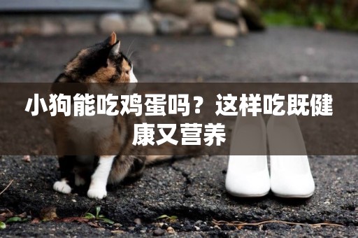 小狗能吃雞蛋嗎？這樣吃既健康又營養