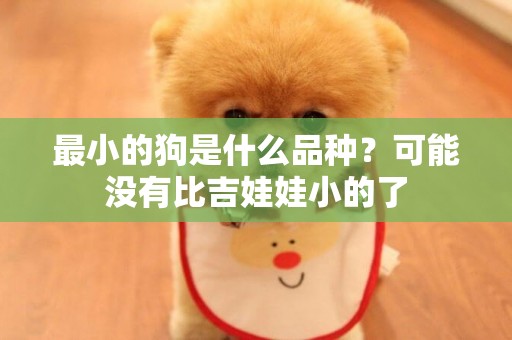 最小的狗是什么品種？可能沒有比吉娃娃小的了