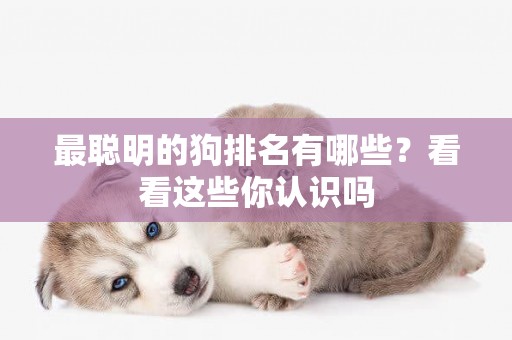 最聰明的狗排名有哪些？看看這些你認識嗎
