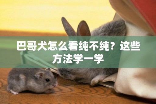 巴哥犬怎么看純不純？這些方法學一學