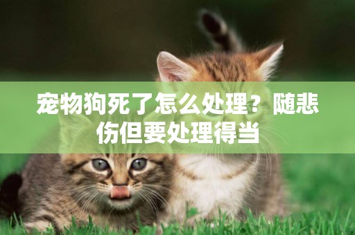 寵物狗死了怎么處理？隨悲傷但要處理得當