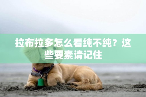 拉布拉多怎么看純不純？這些要素請記住