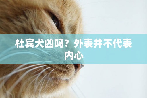 杜賓犬兇嗎？外表并不代表內心