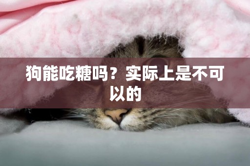 狗能吃糖嗎？實際上是不可以的