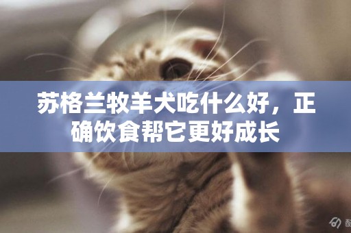 蘇格蘭牧羊犬吃什么好，正確飲食幫它更好成長