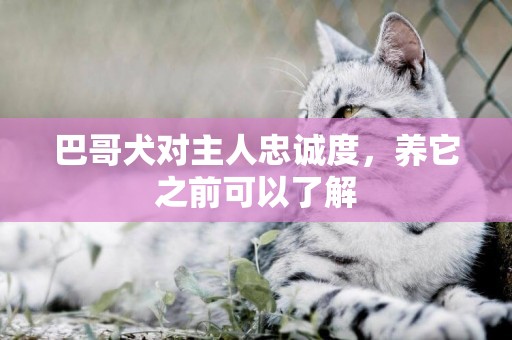 巴哥犬對主人忠誠度，養它之前可以了解