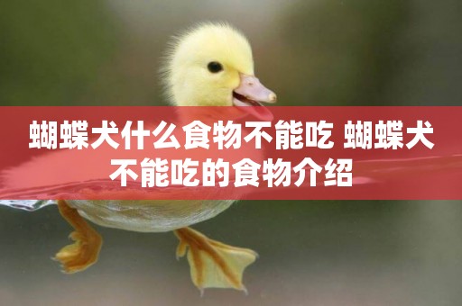 蝴蝶犬什么食物不能吃 蝴蝶犬不能吃的食物介紹