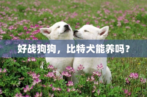 好戰狗狗，比特犬能養嗎？