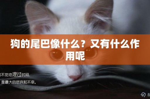 狗的尾巴像什么？又有什么作用呢