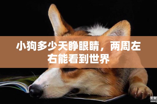 小狗多少天睜眼睛，兩周左右能看到世界