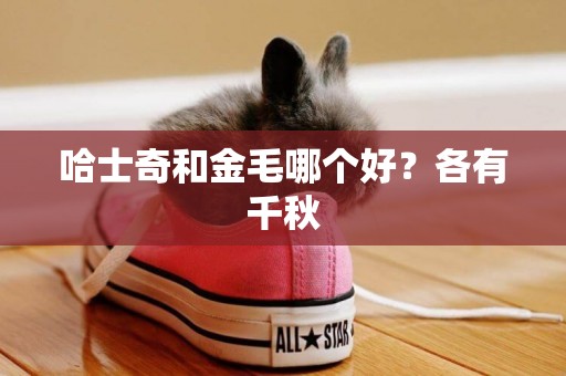 哈士奇和金毛哪個好？各有千秋