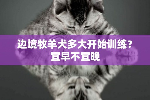 邊境牧羊犬多大開始訓練？宜早不宜晚