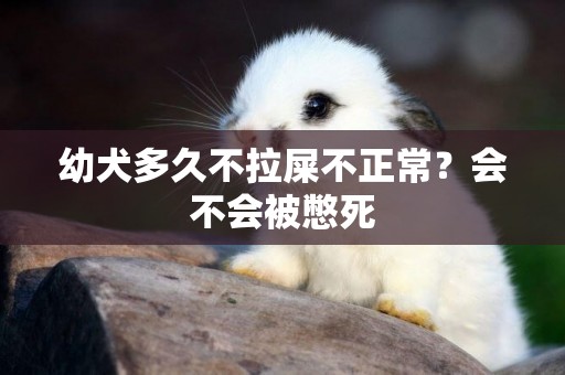 幼犬多久不拉屎不正常？會不會被憋死
