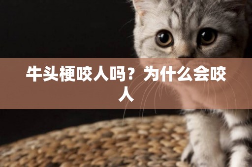 牛頭梗咬人嗎？為什么會咬人