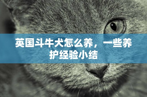 英國斗牛犬怎么養，一些養護經驗小結