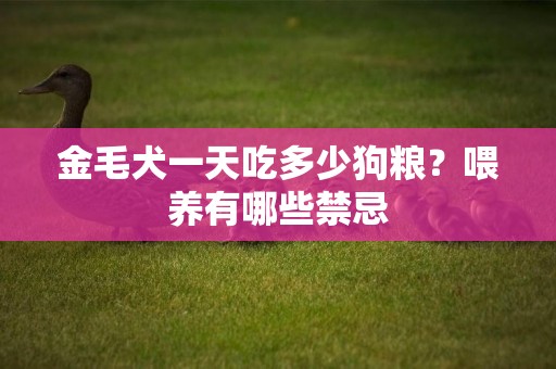 金毛犬一天吃多少狗糧？喂養有哪些禁忌