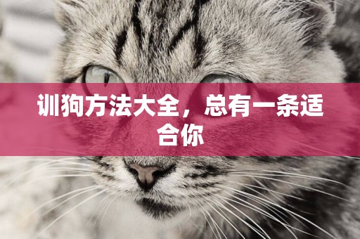 訓狗方法大全，總有一條適合你