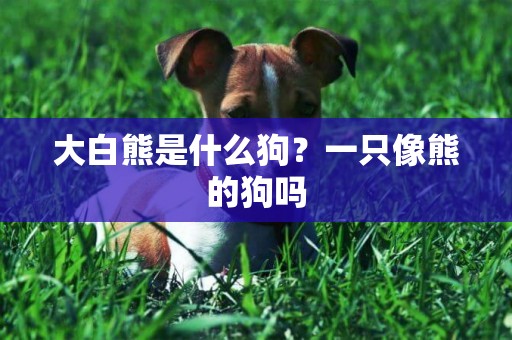 大白熊是什么狗？一只像熊的狗嗎