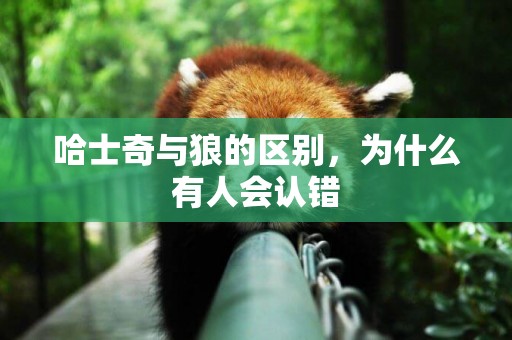 哈士奇與狼的區別，為什么有人會認錯