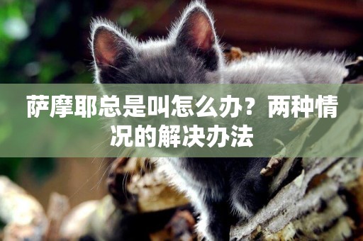 薩摩耶總是叫怎么辦？兩種情況的解決辦法