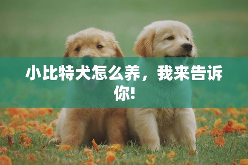 小比特犬怎么養，我來告訴你!
