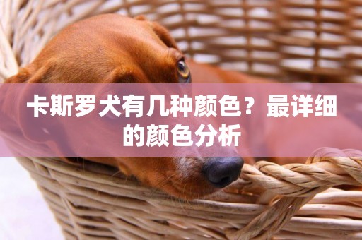卡斯羅犬有幾種顏色？最詳細的顏色分析