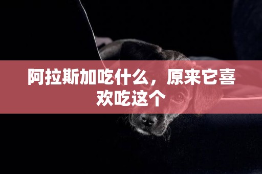 阿拉斯加吃什么，原來它喜歡吃這個
