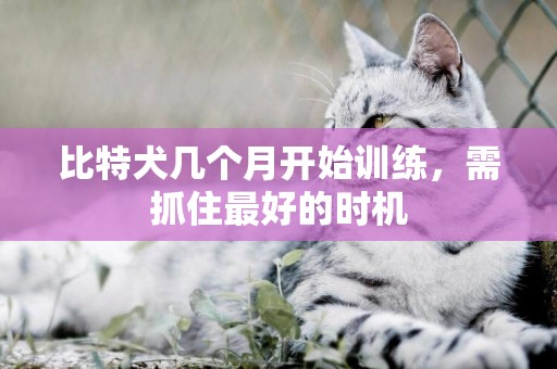 比特犬幾個月開始訓練，需抓住最好的時機