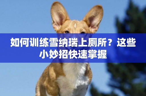 如何訓練雪納瑞上廁所？這些小妙招快速掌握