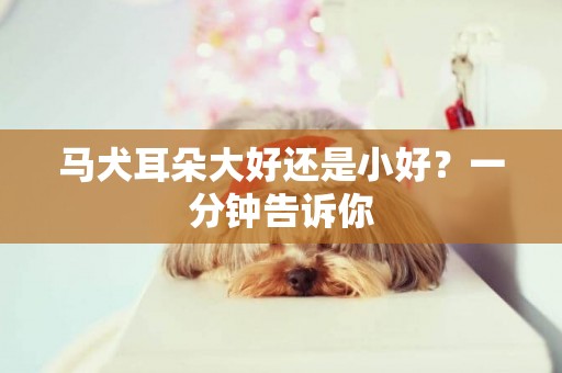 馬犬耳朵大好還是小好？一分鐘告訴你