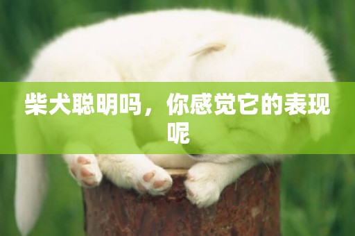 柴犬聰明嗎，你感覺它的表現呢