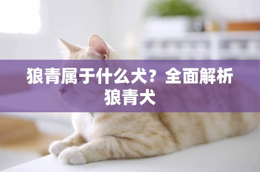狼青屬于什么犬？全面解析狼青犬