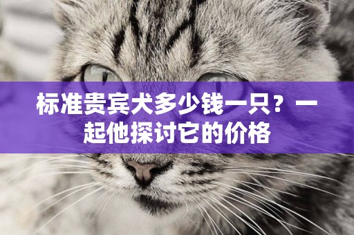 標準貴賓犬多少錢一只？一起他探討它的價格