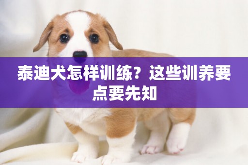 泰迪犬怎樣訓練？這些訓養要點要先知
