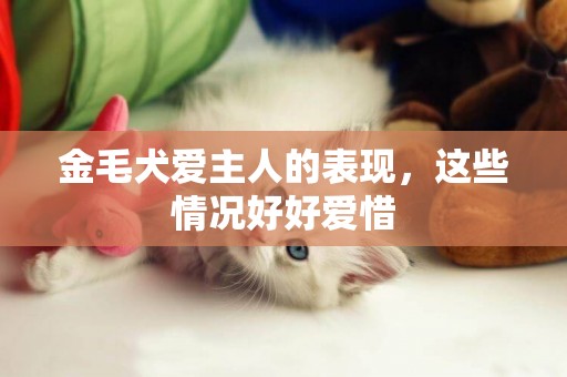 金毛犬愛主人的表現，這些情況好好愛惜