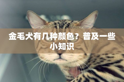 金毛犬有幾種顏色？普及一些小知識