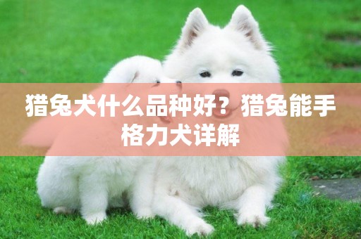 獵兔犬什么品種好？獵兔能手格力犬詳解