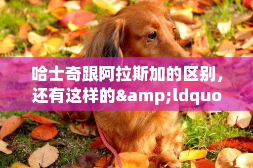 哈士奇跟阿拉斯加的區別，還有這樣的&ldquo;兄弟&rdquo;