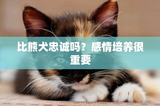 比熊犬忠誠嗎？感情培養很重要