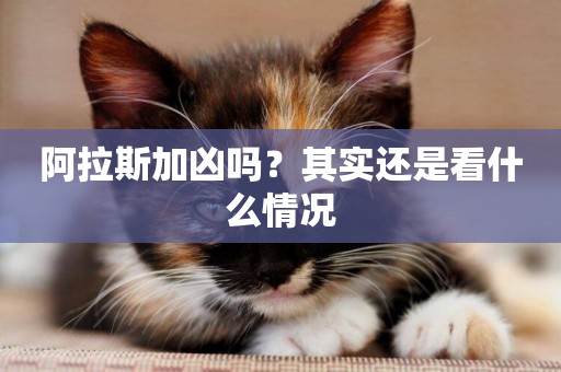 阿拉斯加兇嗎？其實還是看什么情況