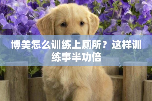 博美怎么訓練上廁所？這樣訓練事半功倍
