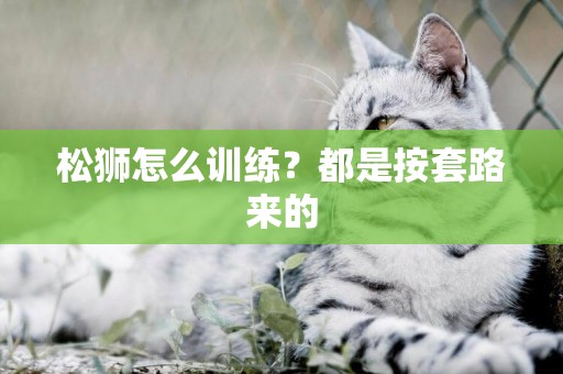 松獅怎么訓練？都是按套路來的