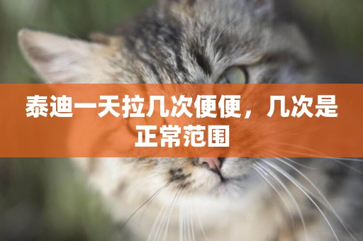 泰迪一天拉幾次便便，幾次是正常范圍