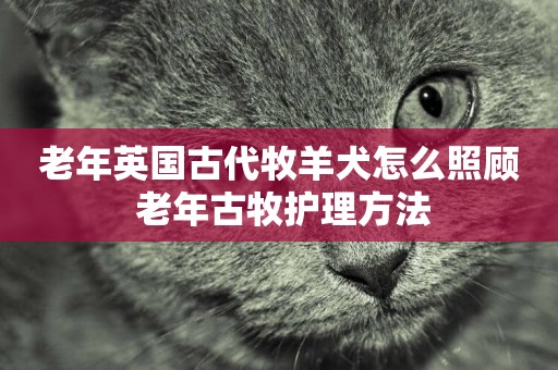 老年英國古代牧羊犬怎么照顧 老年古牧護理方法
