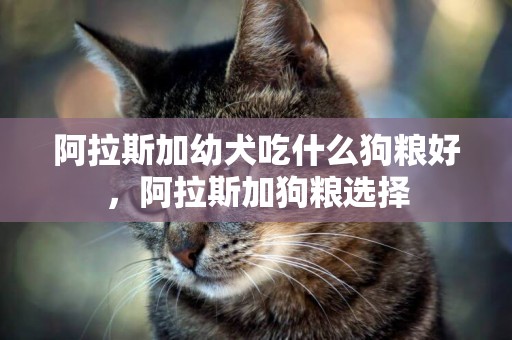 阿拉斯加幼犬吃什么狗糧好，阿拉斯加狗糧選擇