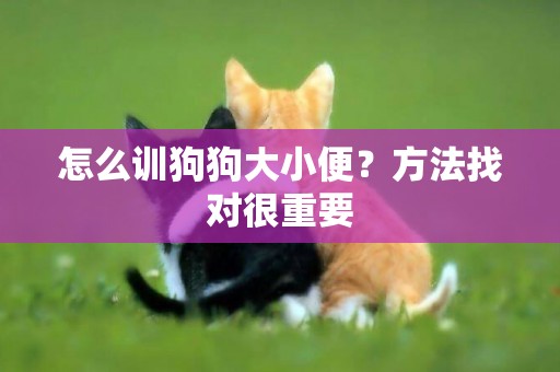 怎么訓狗狗大小便？方法找對很重要
