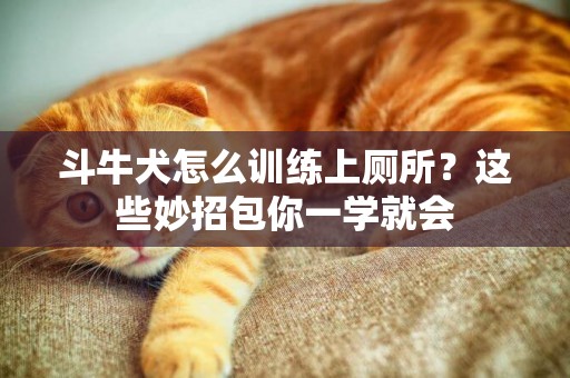 斗牛犬怎么訓練上廁所？這些妙招包你一學就會